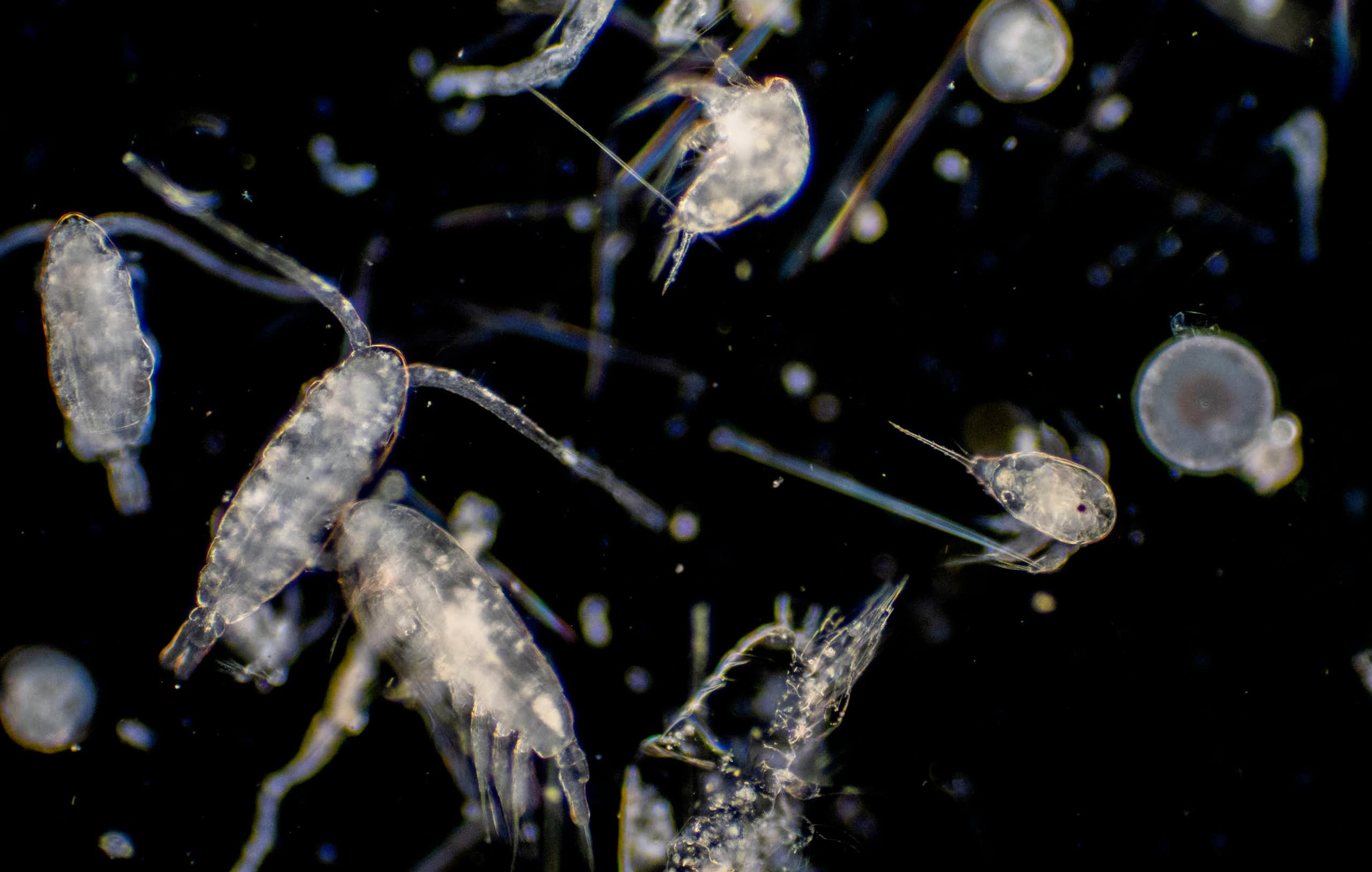 Tiny plankton drifting against black background. 