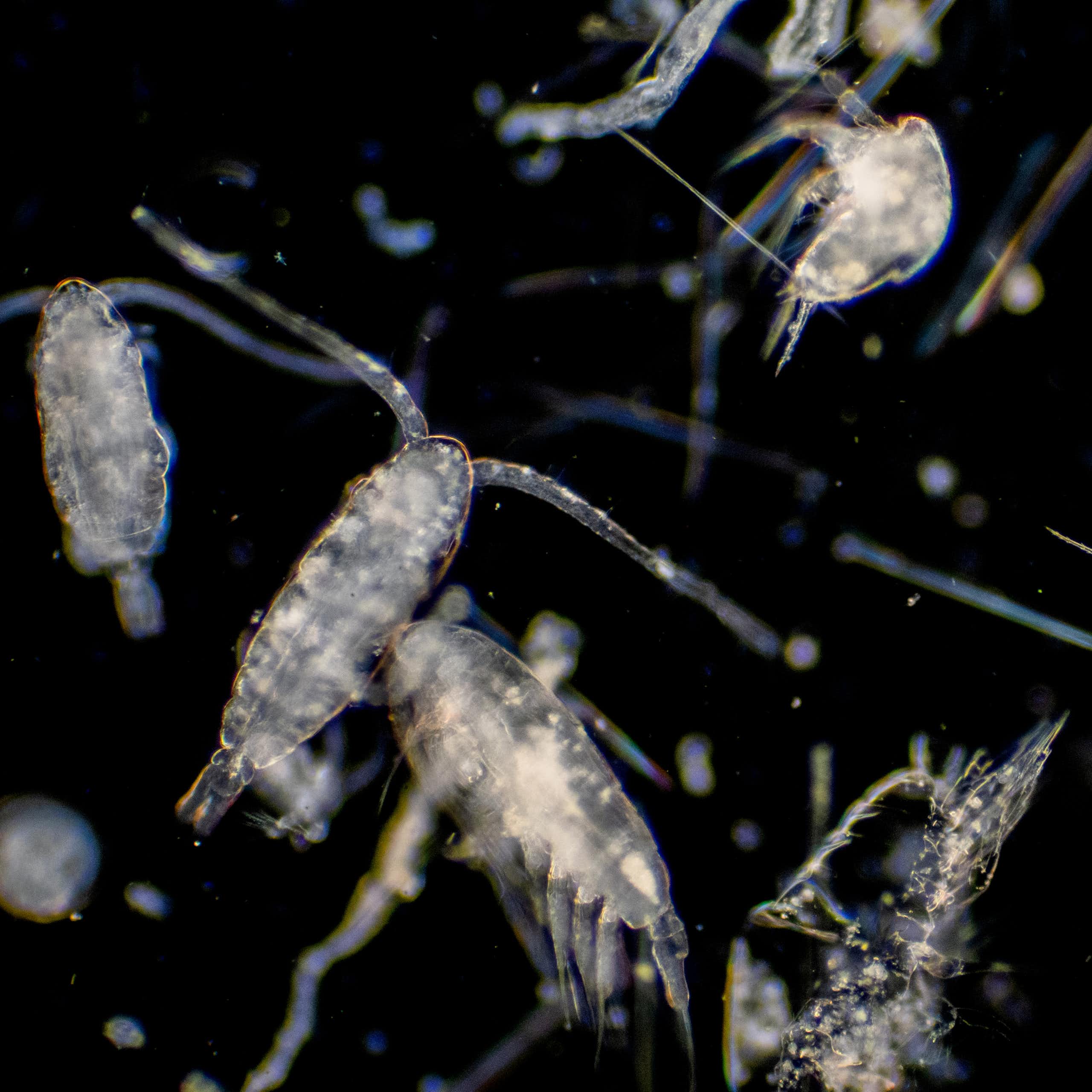 Tiny plankton drifting against black background. 
