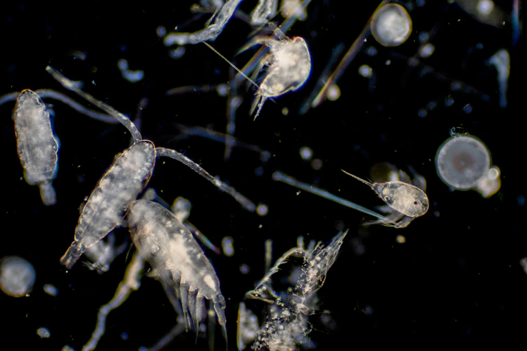 Tiny plankton drifting against black background.