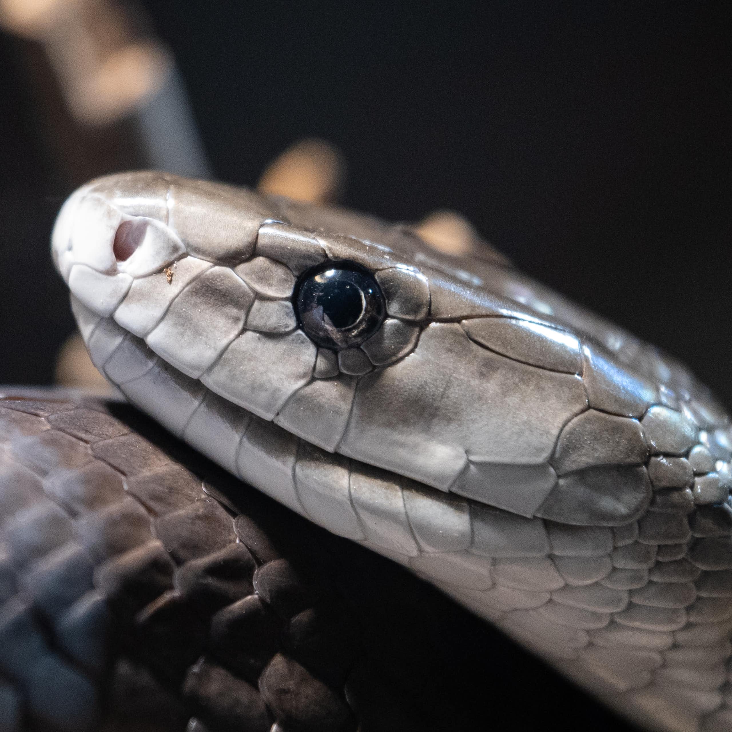 Closeup photo of snake's head and part of its body