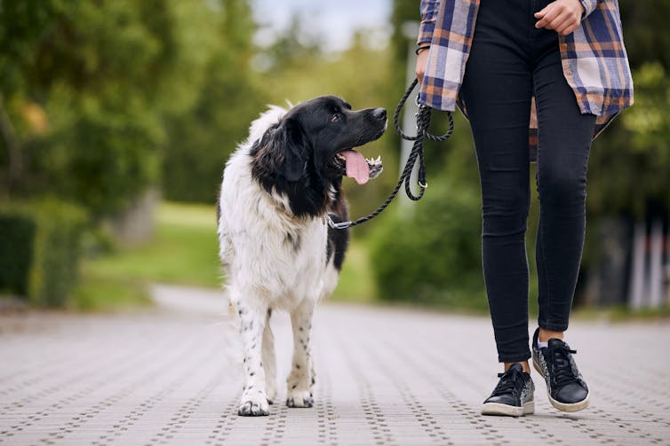 A woman walking a dog