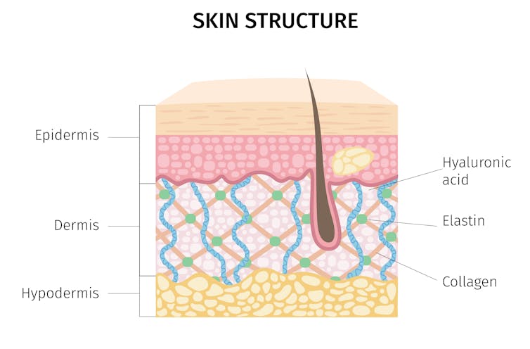 Skin structure