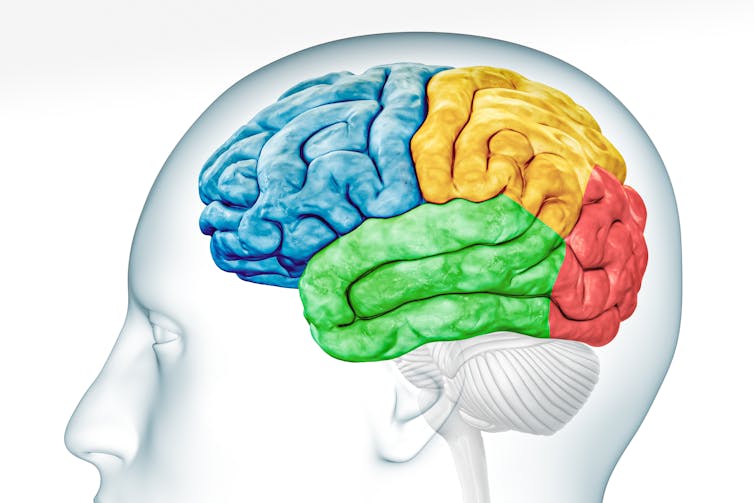 3D rendering illustration of brain inside transparent head