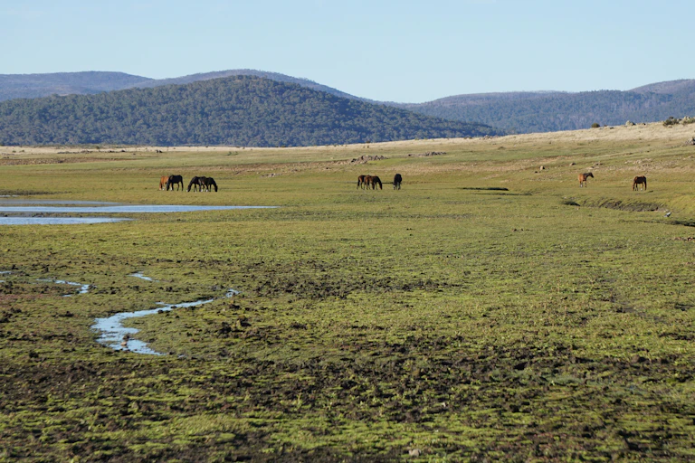 A herd of Brumbies thWild horses (brumbies) grazing in Kosciuszko National Park, showing trampled peatlands in the foreground