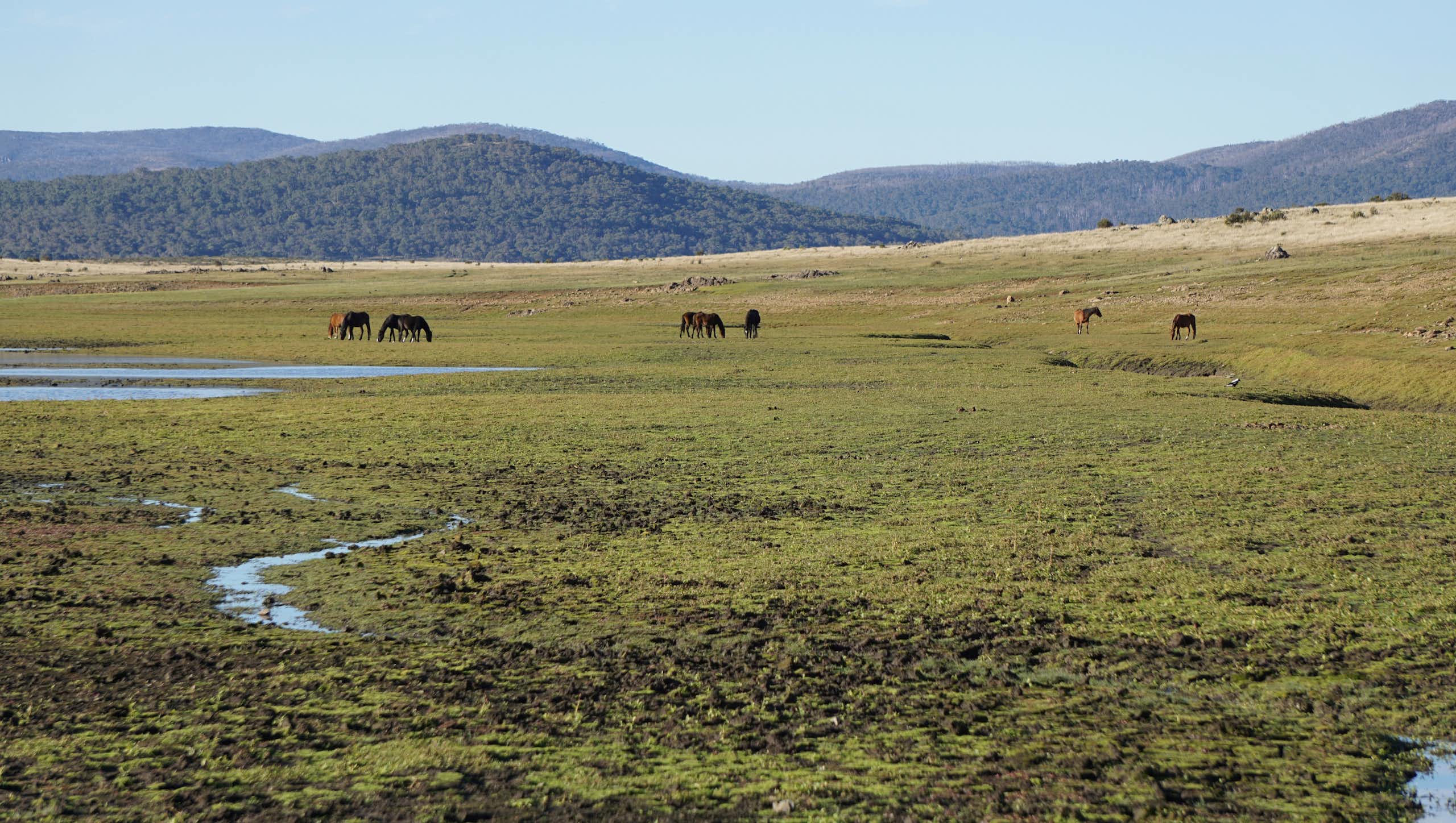 A herd of Brumbies thWild horses (brumbies) grazing in Kosciuszko National Park, showing trampled peatlands in the foreground