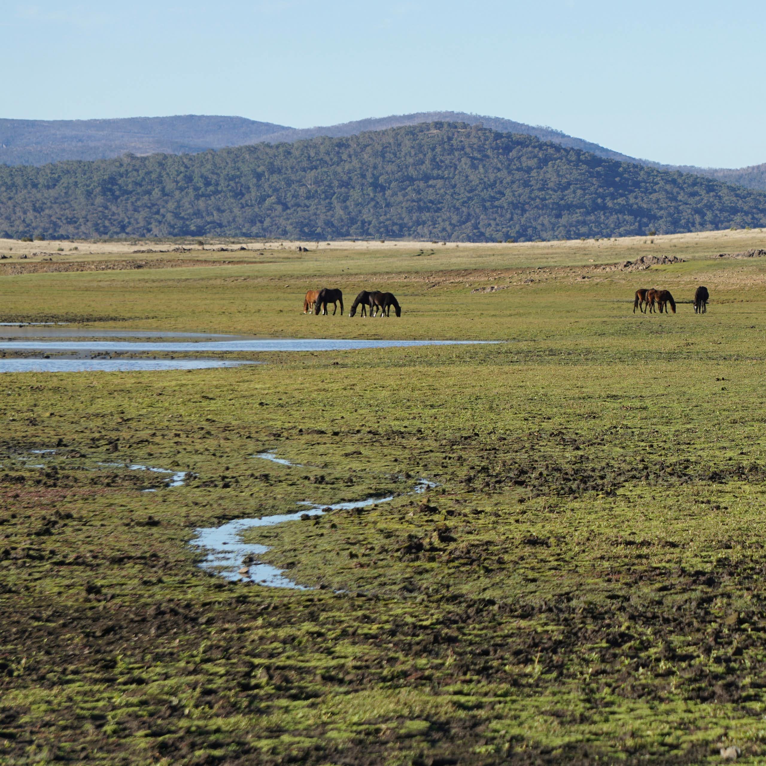 A herd of Brumbies thWild horses (brumbies) grazing in Kosciuszko National Park, showing trampled peatlands in the foreground
