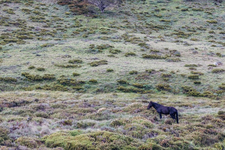 The dark, sleek body of a wild horse (brumby) stands out in the landscape with low green shrubs and moss