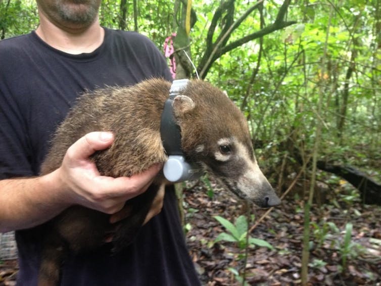 A person holding a medium sized brown animal with a long snout akin to a greyhound.