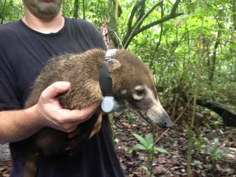 A person holding a medium sized brown animal with a long snout akin to a greyhound.