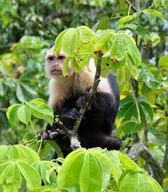 A black and cream coloured monkey sits on a branch with a frowning expression.