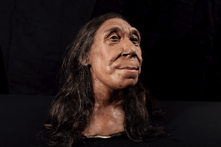 The recreated head of Shanidar Z.