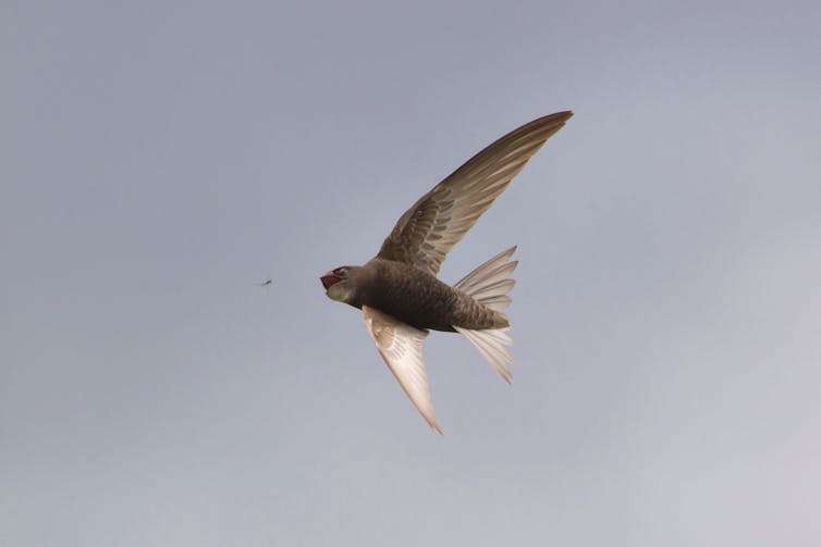 A swift in flight about to catch an insect.