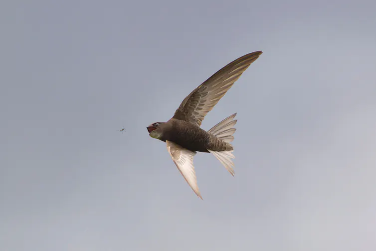 A swift in flight about to catch an insect.