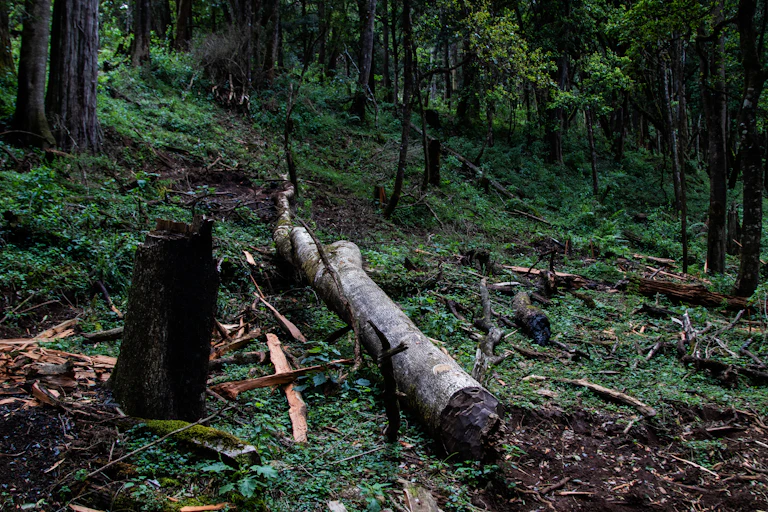 A tree cut down in a forest