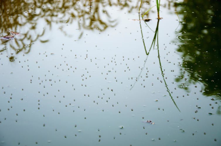 calm water, green trees overhanging in background, lots of insects on surface of water