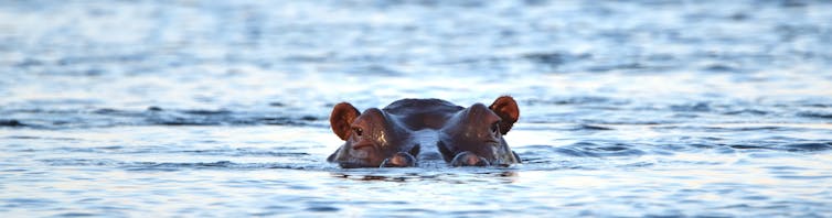 Hippo peeks out of water