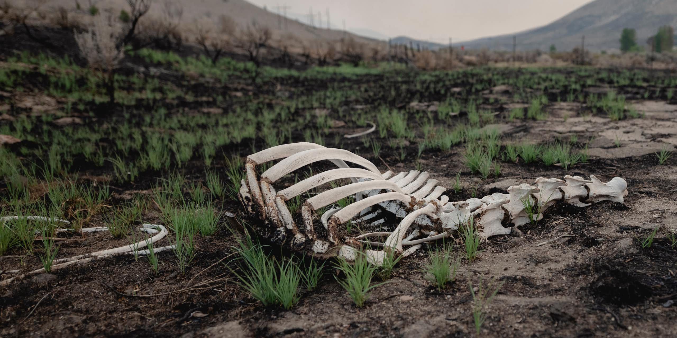 Cow skeleton on burned ground
