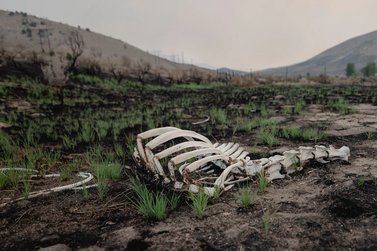 Cow skeleton on burned ground
