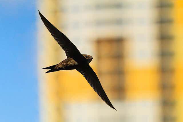 A swift in flight with a tower block out of focus behind it.