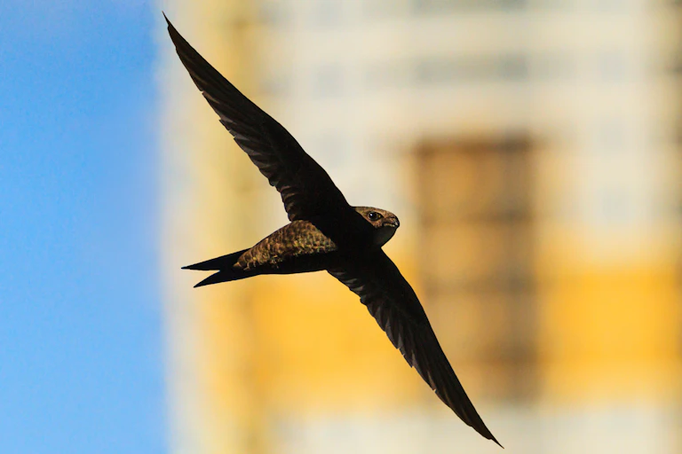 A swift in flight with a tower block out of focus behind it.