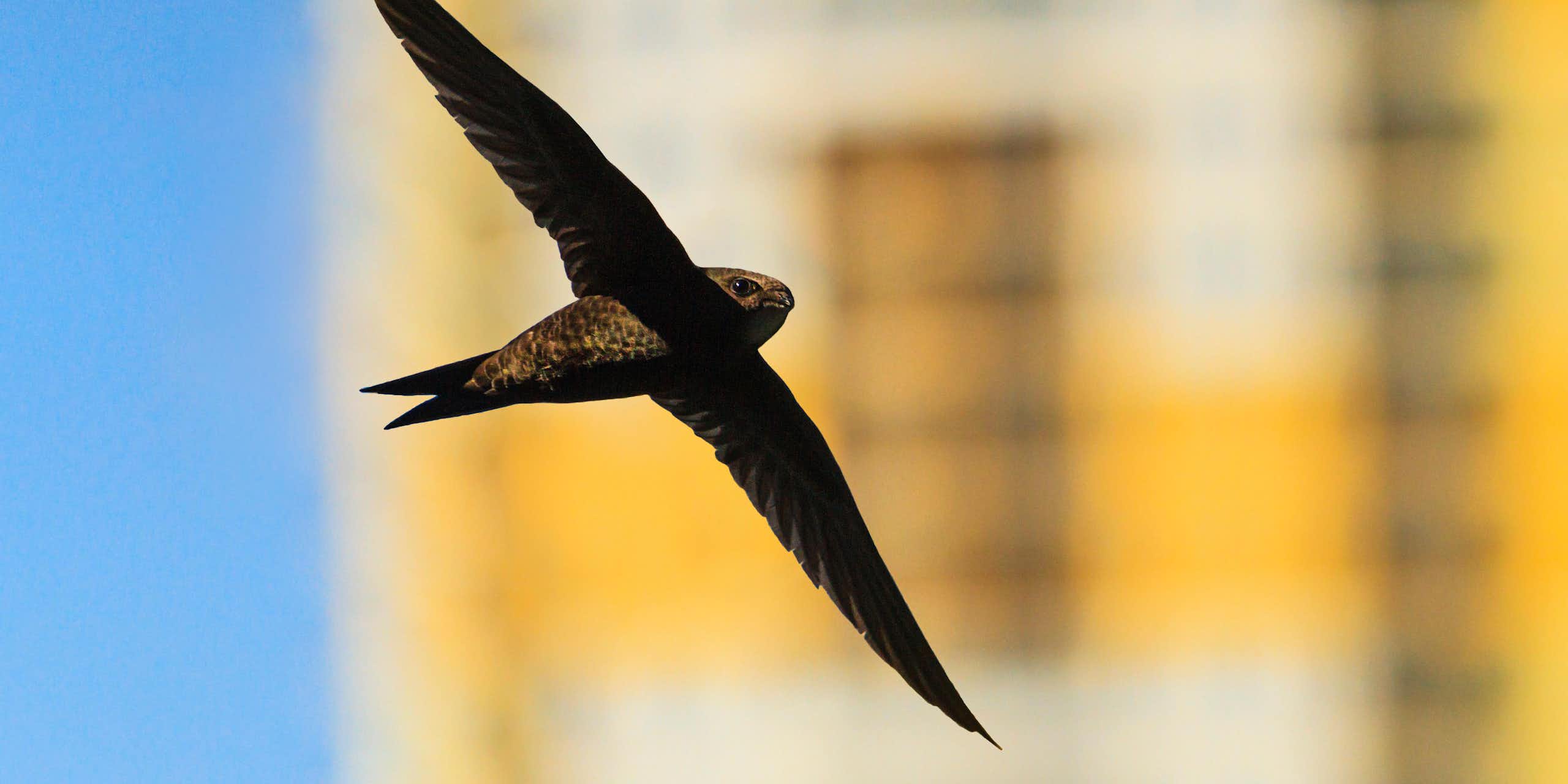 A swift in flight with a tower block out of focus behind it.