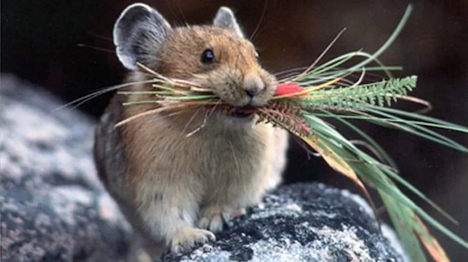 Could evolution help to protect biodiversity?