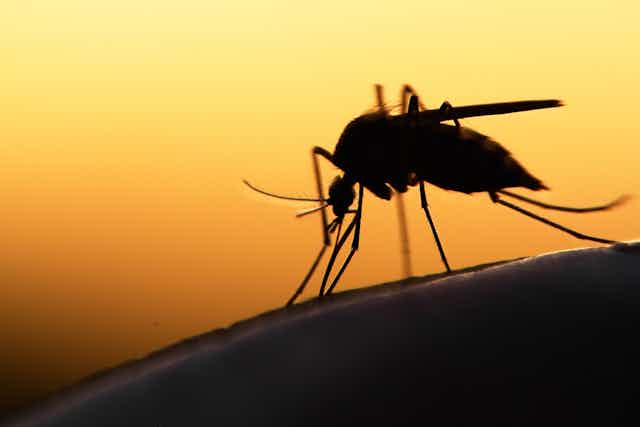 Close up shot of mosquito silhouette on human skin, orange sky in background