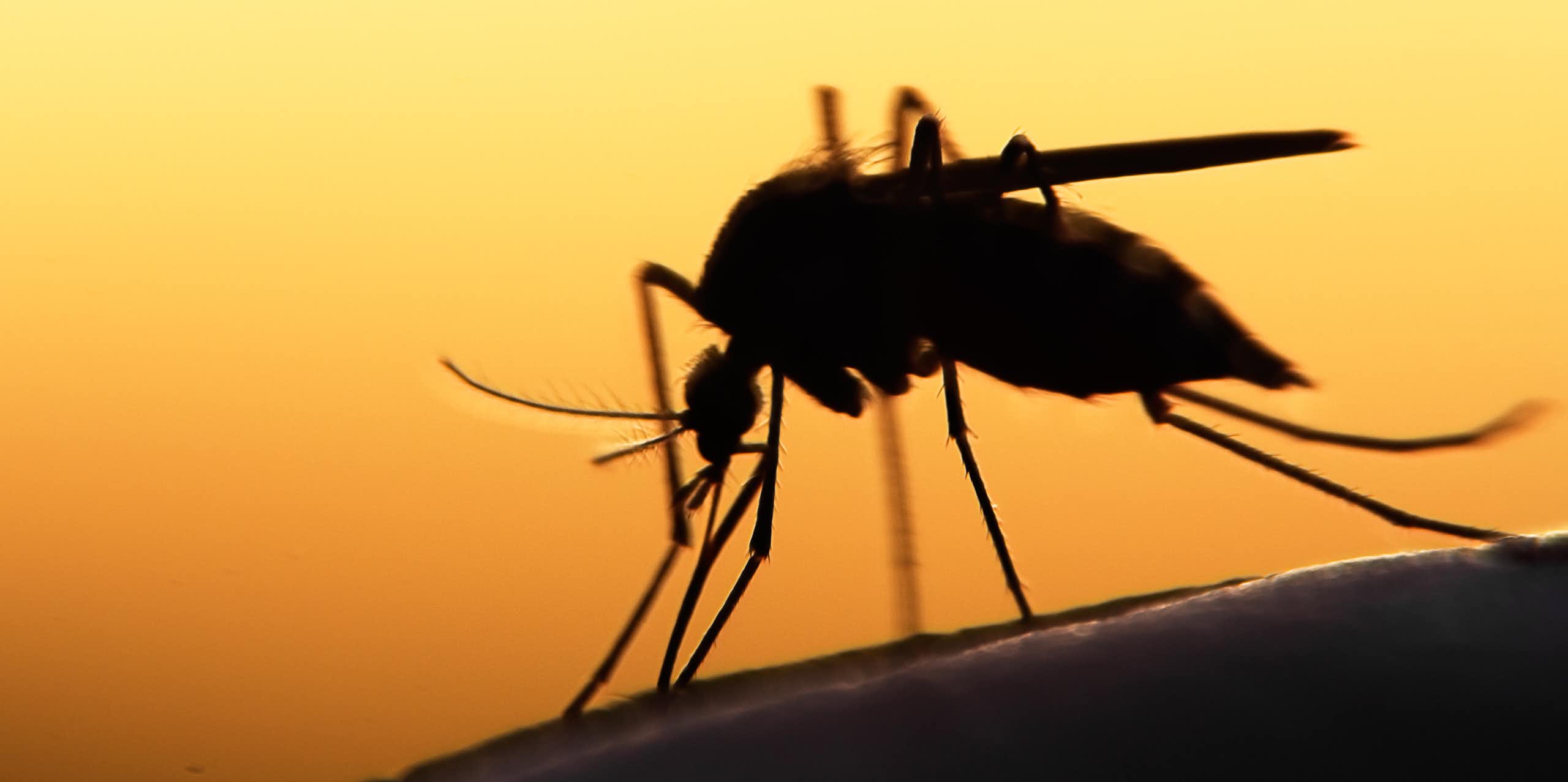 Close up shot of mosquito silhouette on human skin, orange sky in background