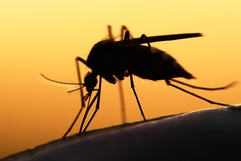 Close up shot of mosquito silhouette on human skin, orange sky in background