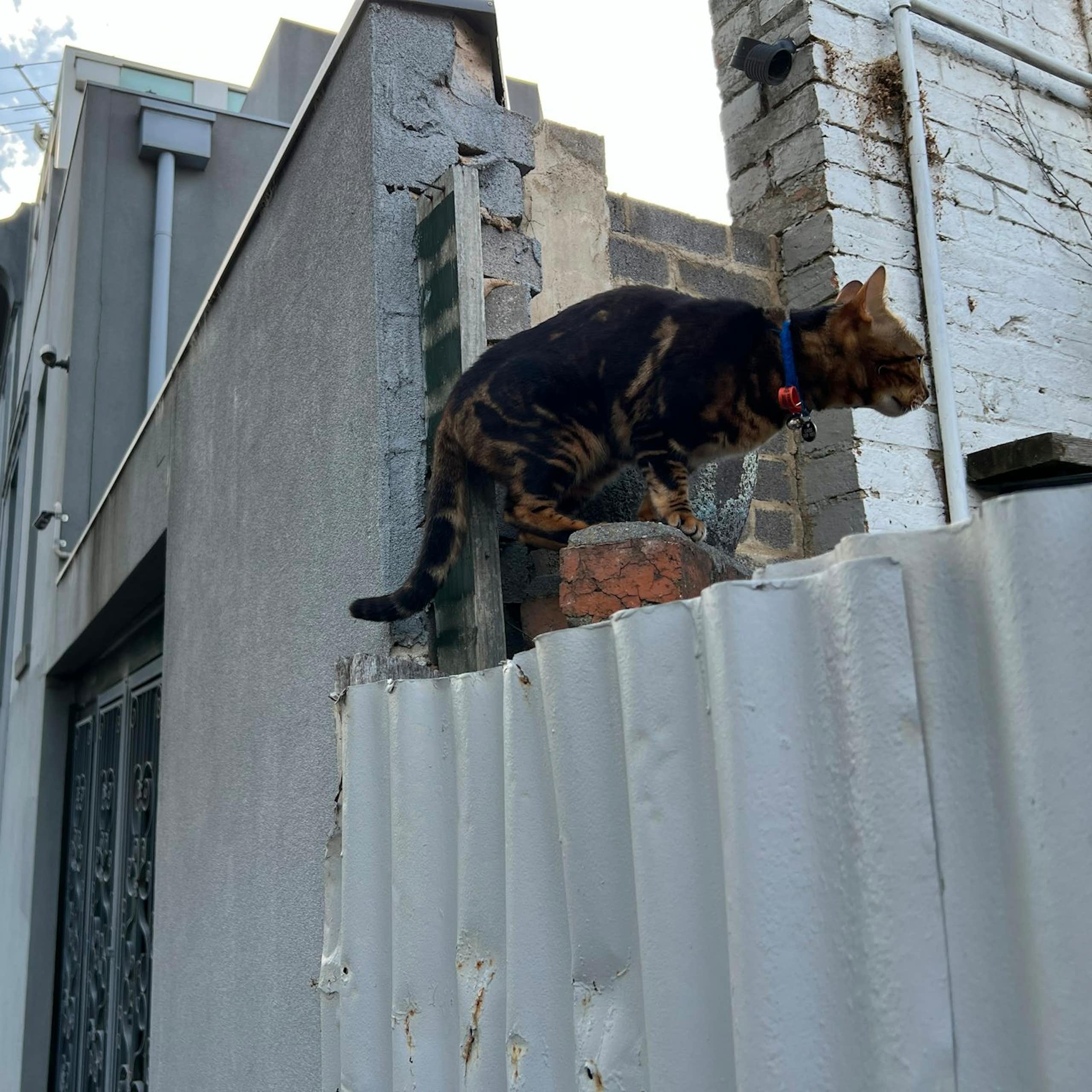 A roaming cat with a collar climbs over a fence