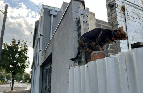 Two-thirds of us support banning pet cats from roaming. A ban would save millions of native animals – and billions of dollars