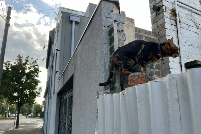 A roaming cat with a collar climbs over a fence