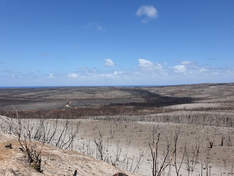 A desolate landscape after intense bushfire in Flinders Chase National Park on Kangaroo Island.