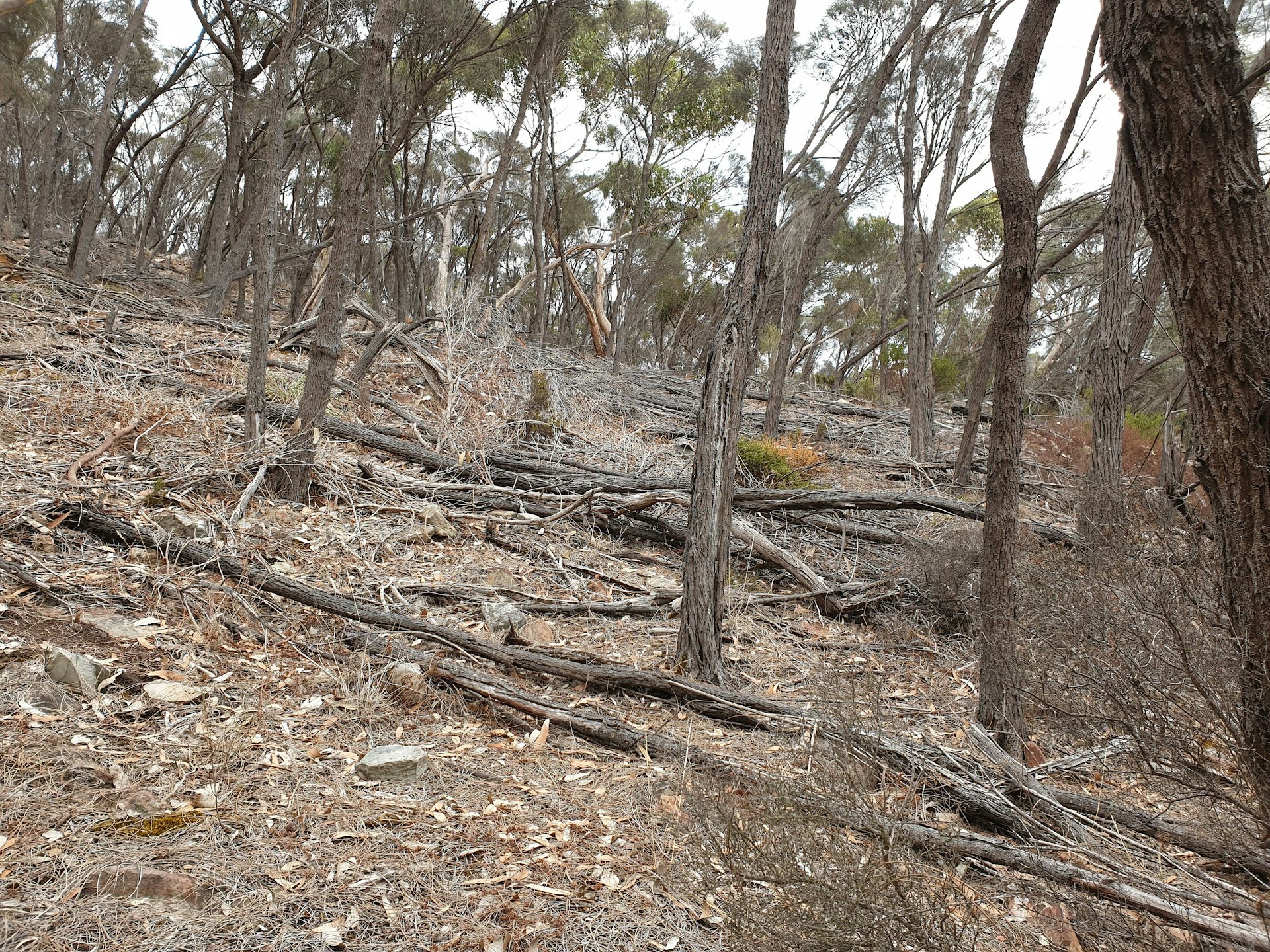 A long unburnt hillside littered with dead tree logs