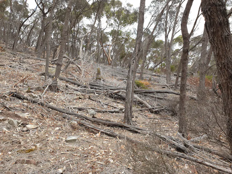 A long unburnt hillside littered with dead tree logs