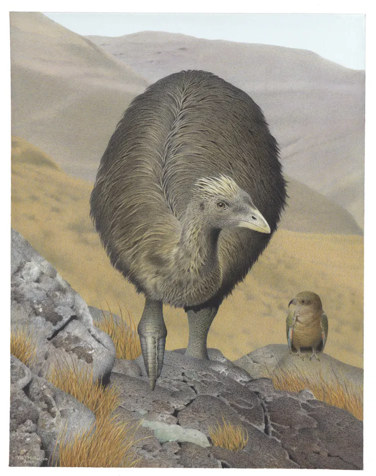 A watercolour painting of the crested moa (_Pachyornis australis_) from the series: Extinct Birds of New Zealand.