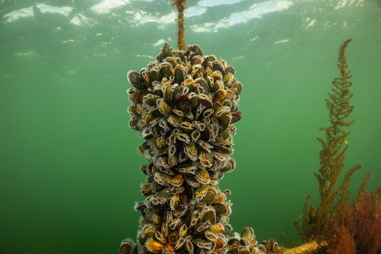 mussel farm underwater