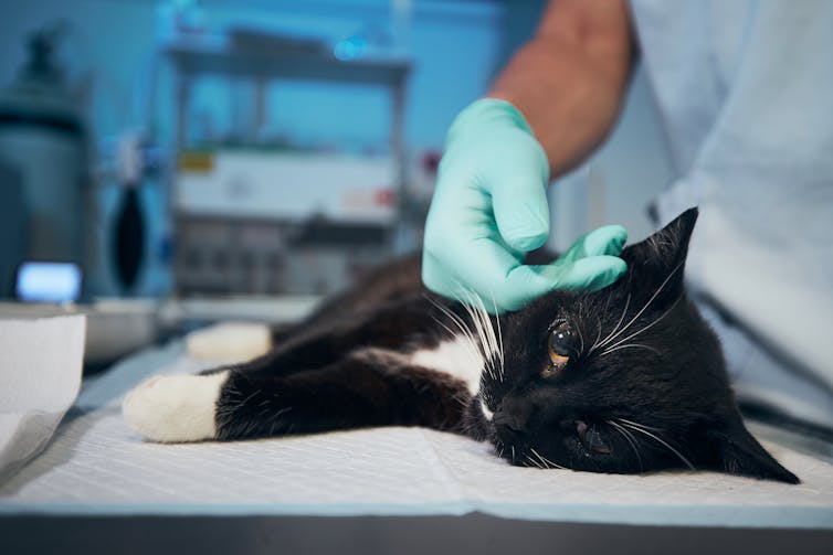 Black and white cat on vet table