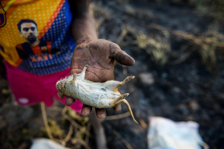 A person holding a dead rodent in the palm of their hand