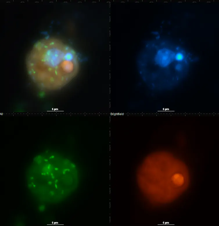 a grid of red, blue and green circles against a black background