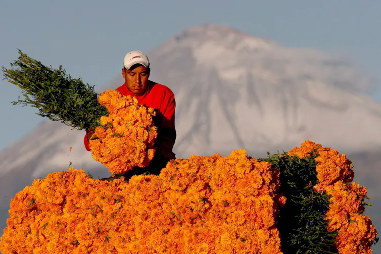 A farmer bundling up orange flowers in front of a volcano.