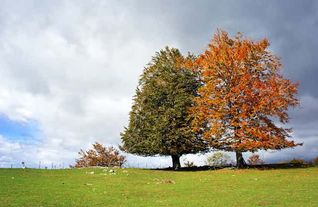 A pair of evergreen and deciduous trees in autumn.