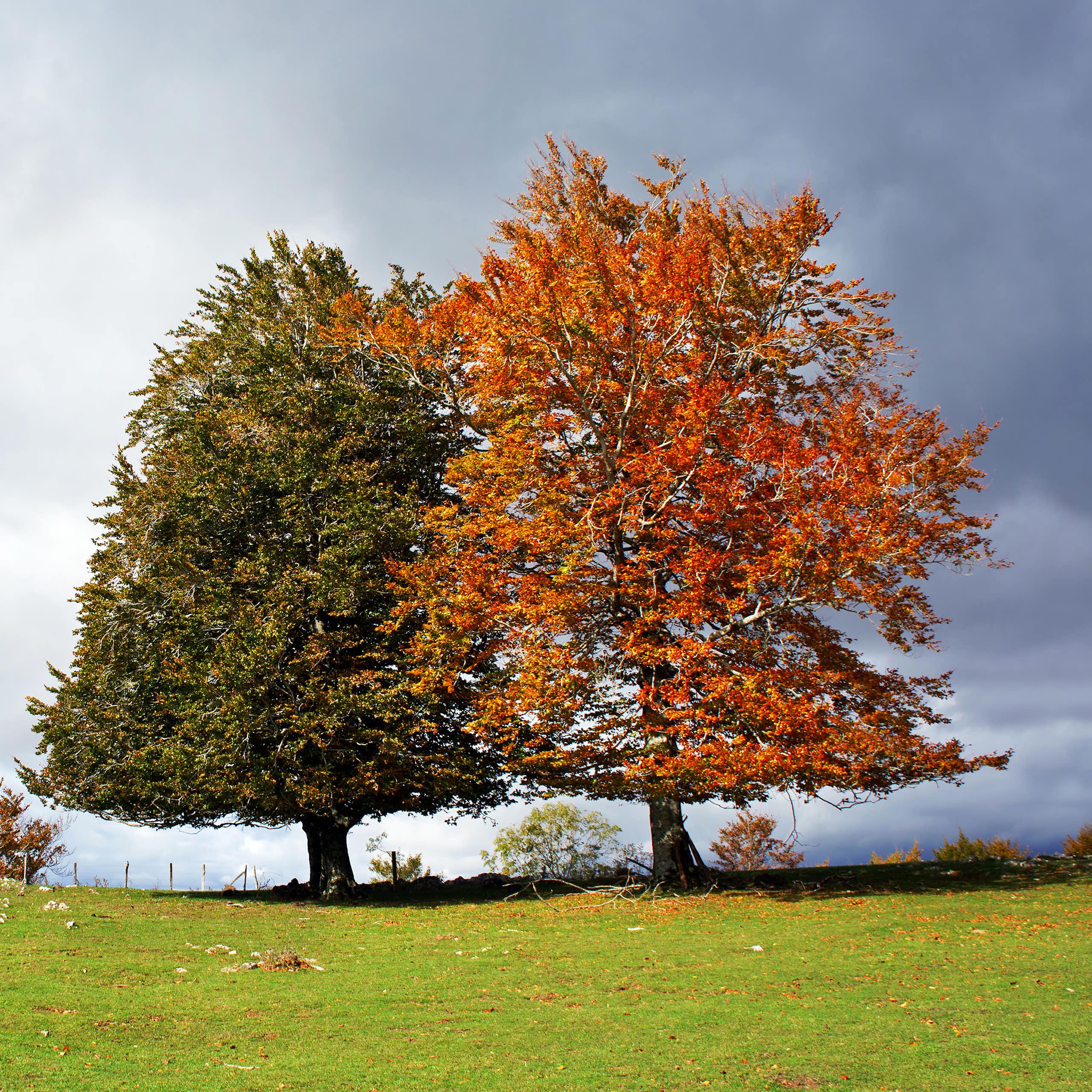 A pair of evergreen and deciduous trees in autumn.
