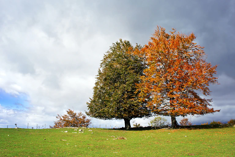 A pair of evergreen and deciduous trees in autumn.