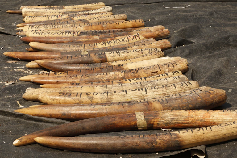 Ivory arranged in a row on the ground.