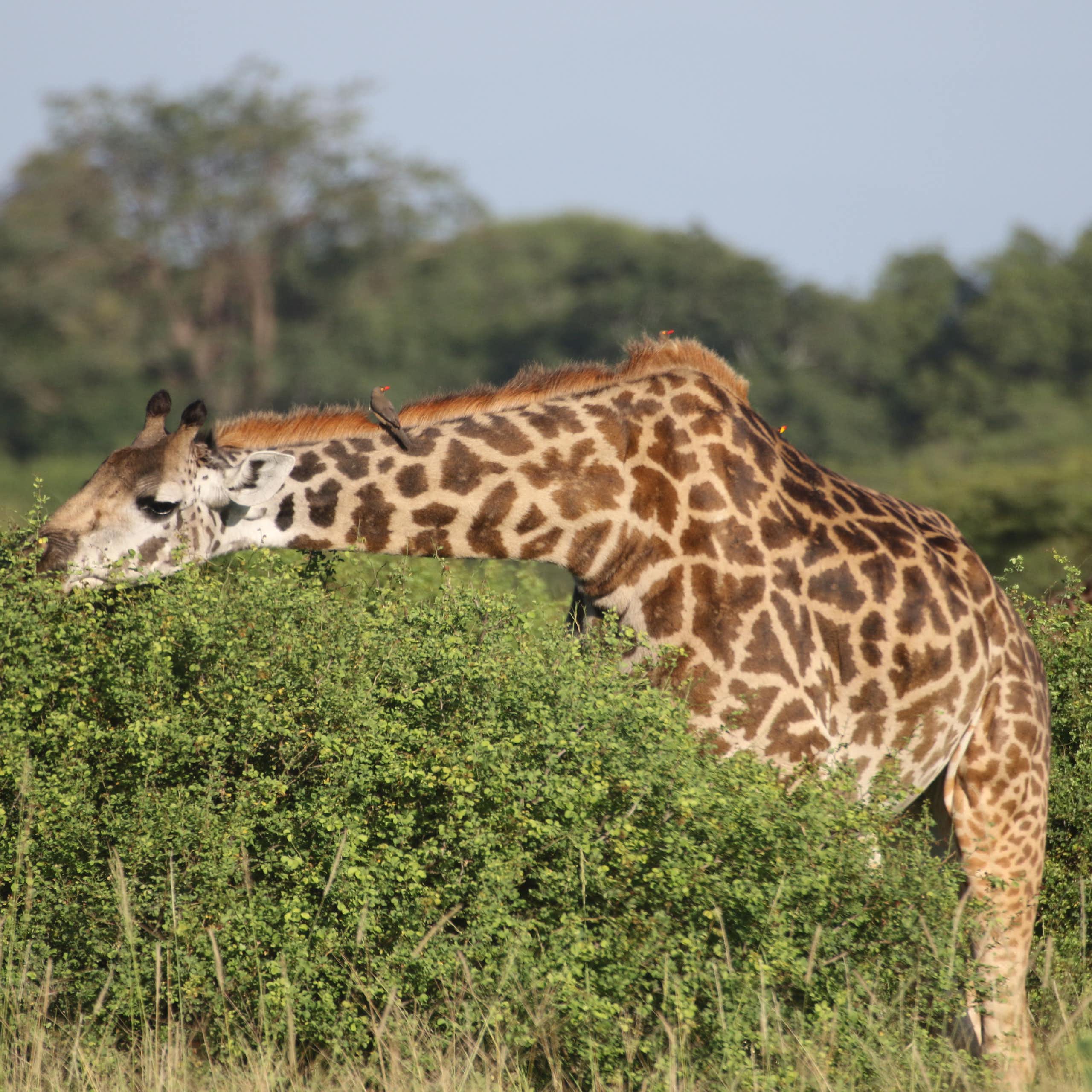 A giraffe reaching over a bush to eat leaves on the top of the bush. 