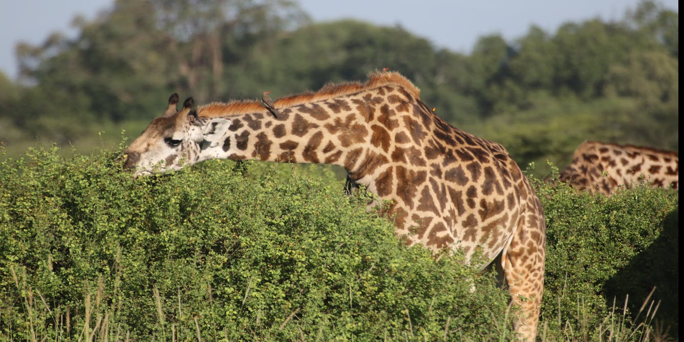 Female giraffes drove the evolution of long giraffe necks in order to feed on the most nutritious leaves, new research suggests