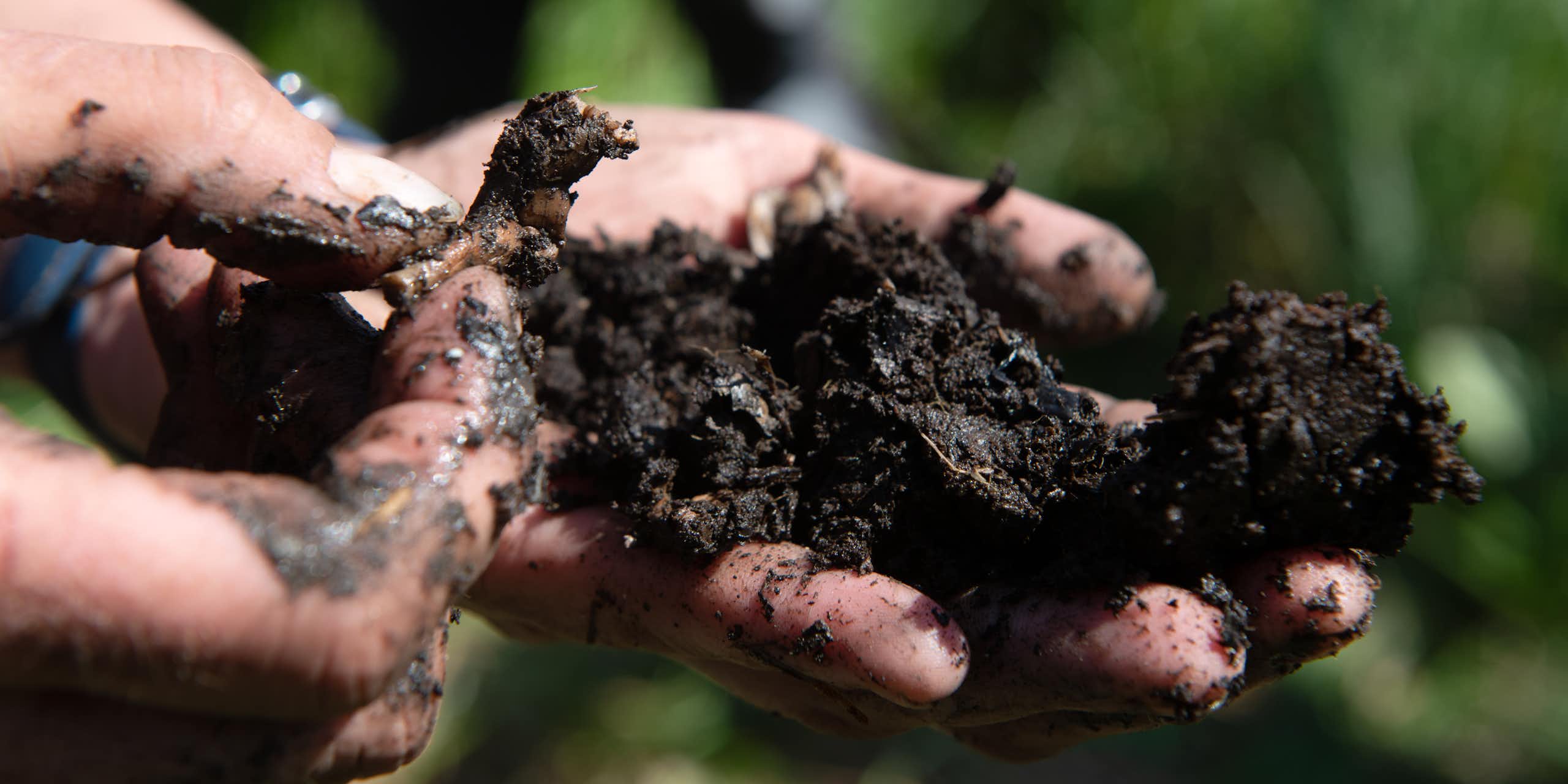 A scientist picks through a handful of dark wet soil.