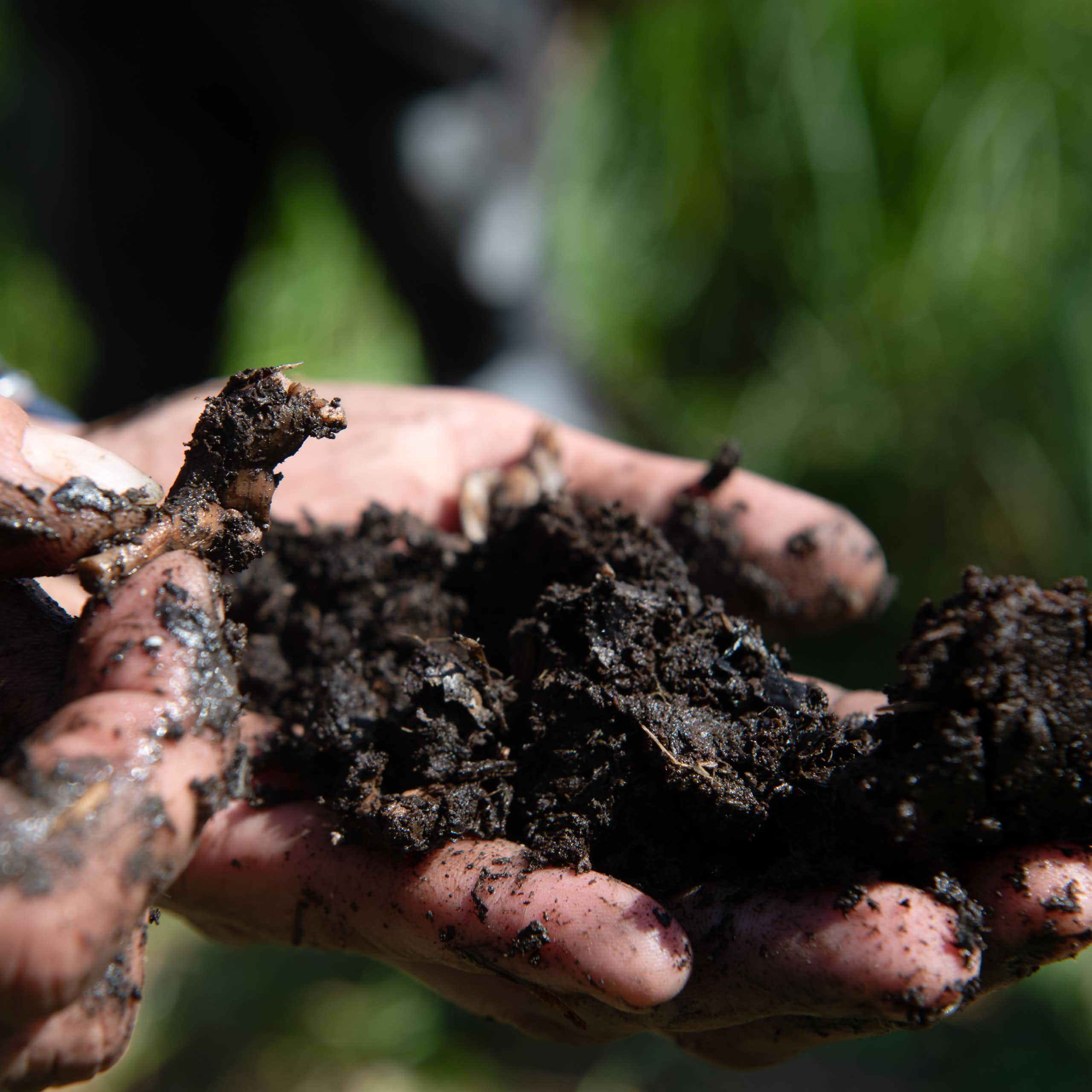A scientist picks through a handful of dark wet soil.