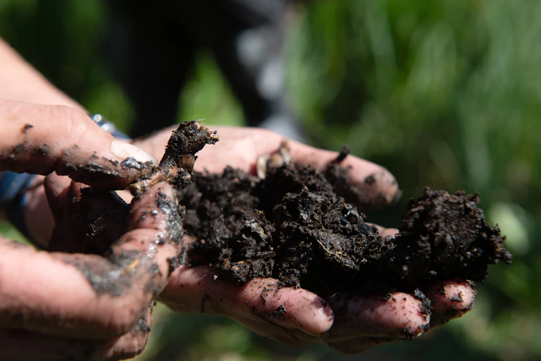 A scientist picks through a handful of dark wet soil.